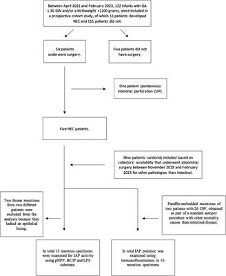 Necrotizing enterocolitis: a potential protective role for intestinal alkaline phosphatase as lipopolysaccharide detoxifying enzyme